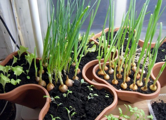 Как выращивать зелень из семян в домашних условиях?