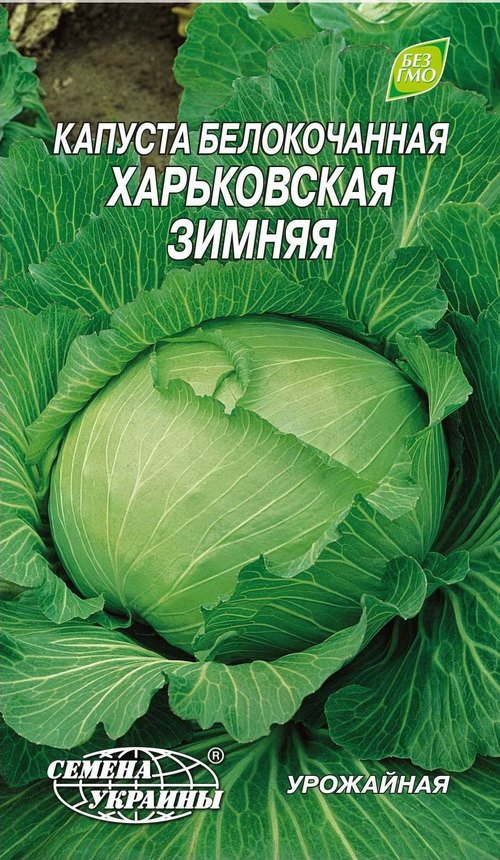 Лучшие сорта капусты для засолки и квашения, хранения на зиму: с описанием,  характеристикой и отзывами, в том числе для выращивания в Сибири
