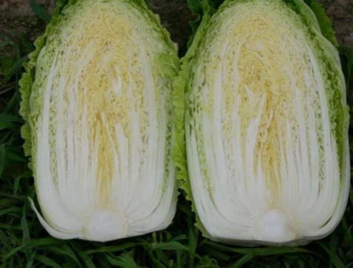 Пекинскую капусту во время роста могут поразить различные болезни и вредители.
