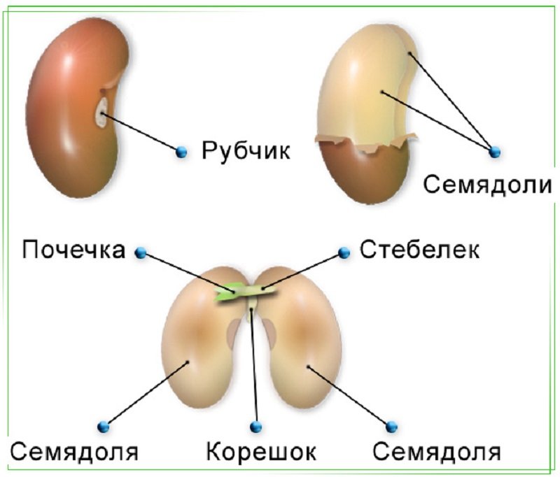 Рубчик и семявход у фасоли рисунок