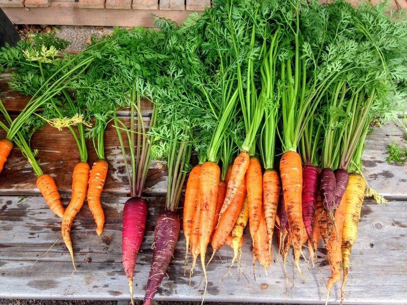 Лучшие сорта моркови с фото и описанием для посадки на даче видео