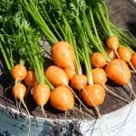 Морковь сорт Полярная клюква