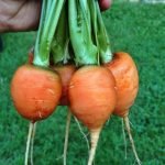 Морковь сорт Пармекс