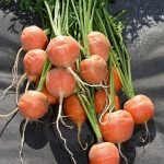 Морковь сорт Рондо