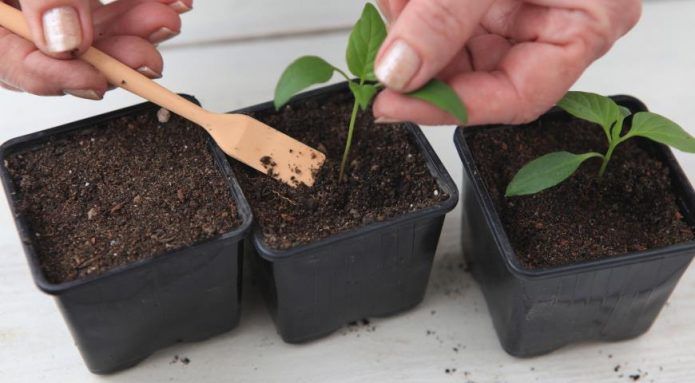 Можно ли выращивать горький перец на подоконнике?