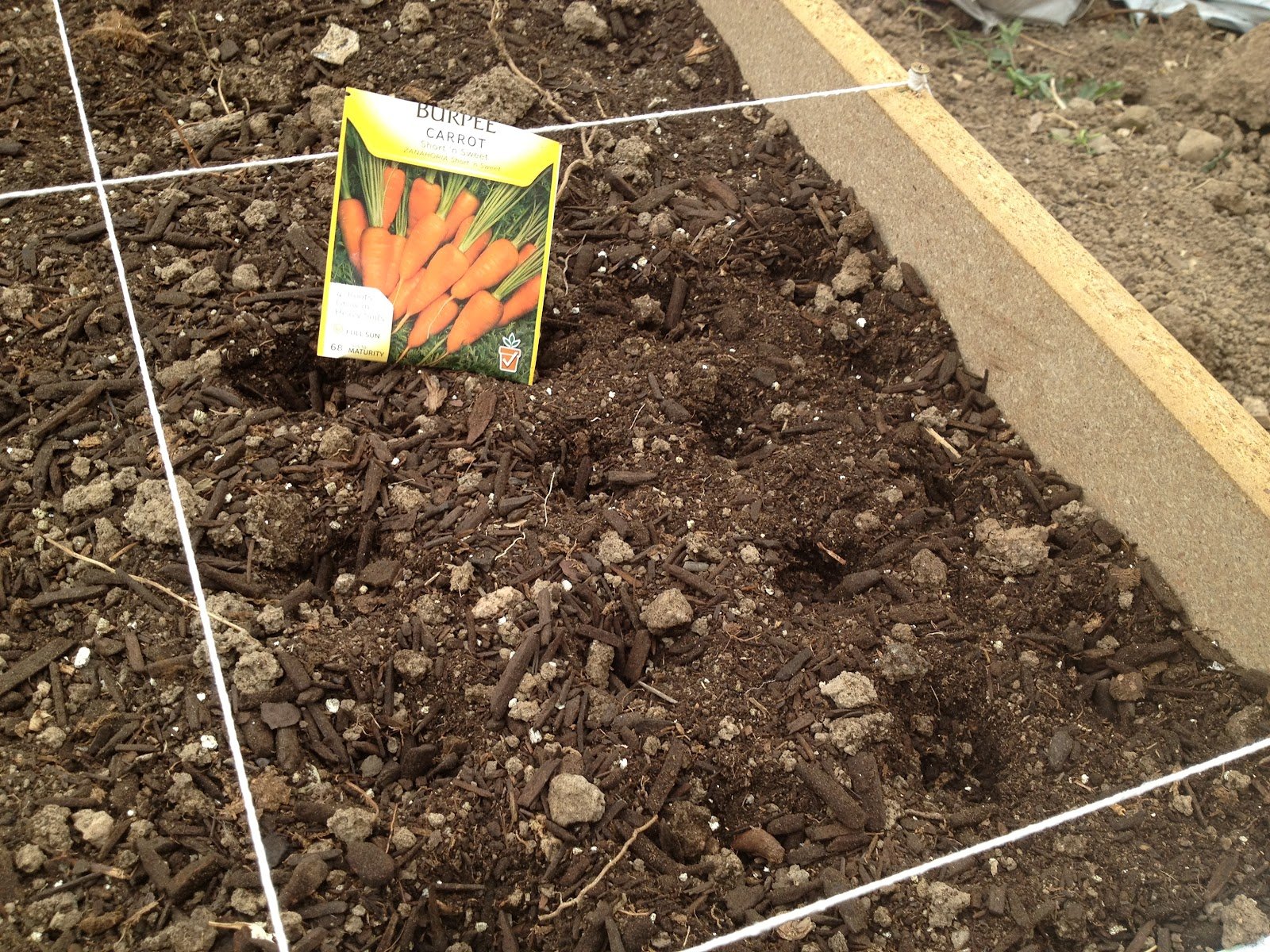 Какие семена посадить в мае. Посадка моркови весной в открытый грунт. Посев семян моркови. Посев семян моркови в открытый грунт в мае. Морковь на грядке.