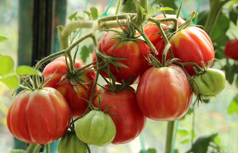Урожай томатов на кусте