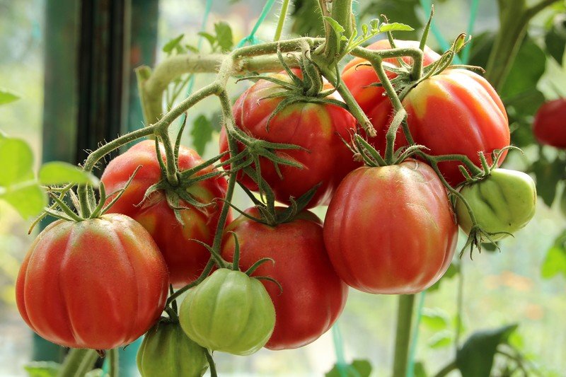 Посадка семян томатов помидор на рассаду как правильно посеять