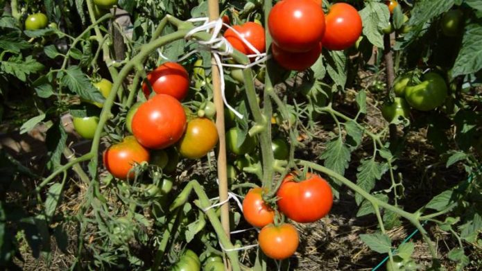 Подвязка томатов