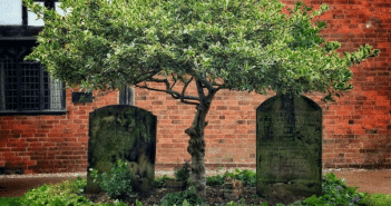 дерево над могилами