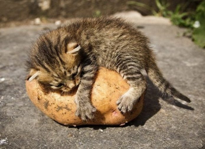 Котёнок на картофелине
