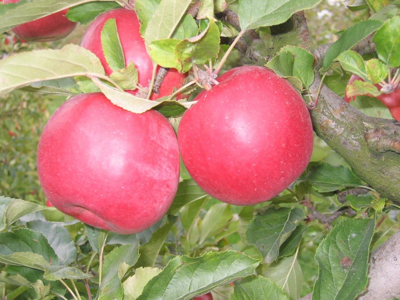 Сорт айдаред яблонь фото с описанием