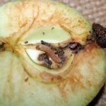 Гусеница яблоневой плодожорки