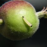 Личинка яблоневого пилильщика