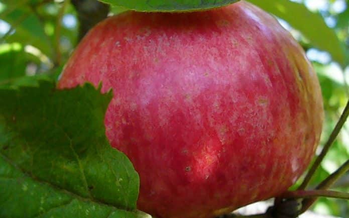 Созревшее яблоко сорта Штрифель