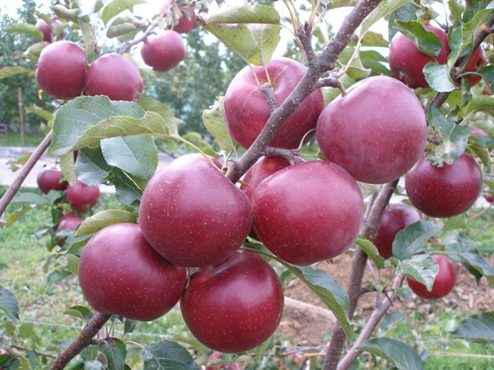 Яблоки сорта Джонатан