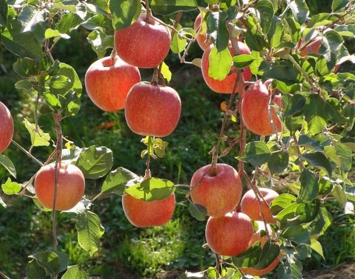 Дерево яблони Чемпион с плодами