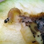 Личинка яблонной плодожорки