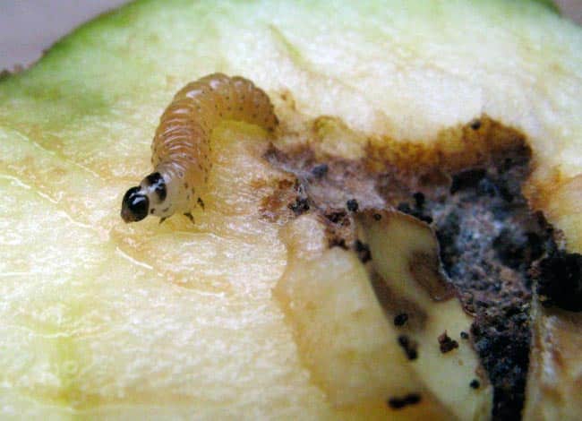 Личинка яблонной плодожорки