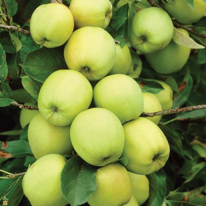 Желтые сорта яблок фото с названием и описанием