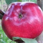 Яблоня сорта Мекинтош
