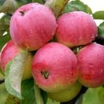 Плоды яблони сорта Боровинка