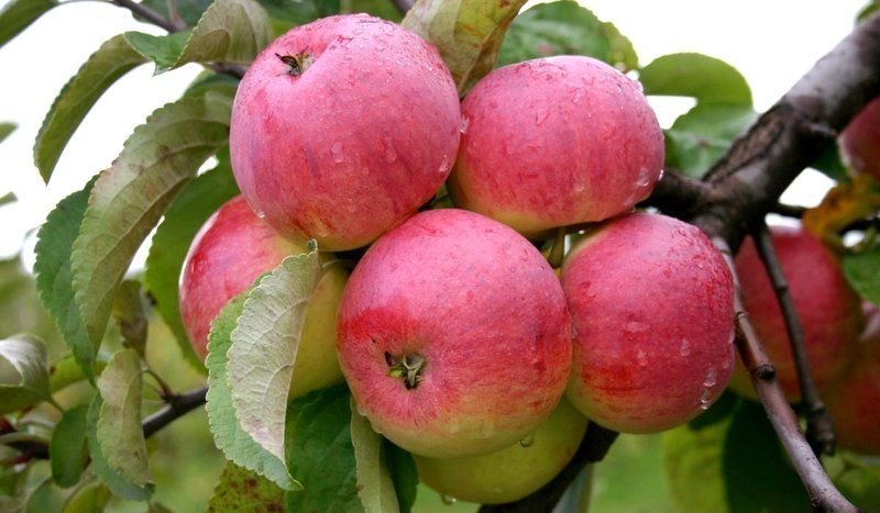 Плоды яблони сорта Боровинка