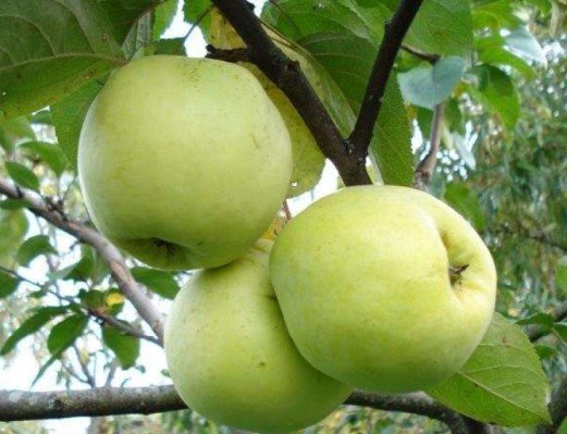 Сорт яблони Антоновка