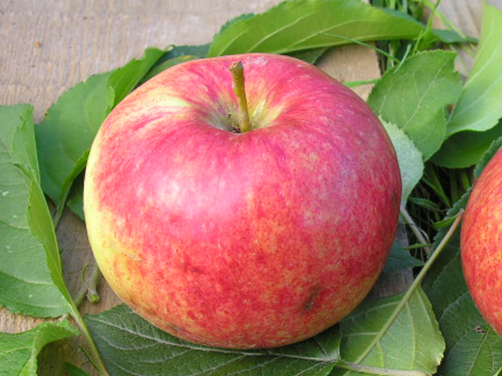 Первые яблоки сорт. Яблоня супер прекос. Яблоня красное раннее. Яблоня Орловим. Яблоки скороспелки сорта.