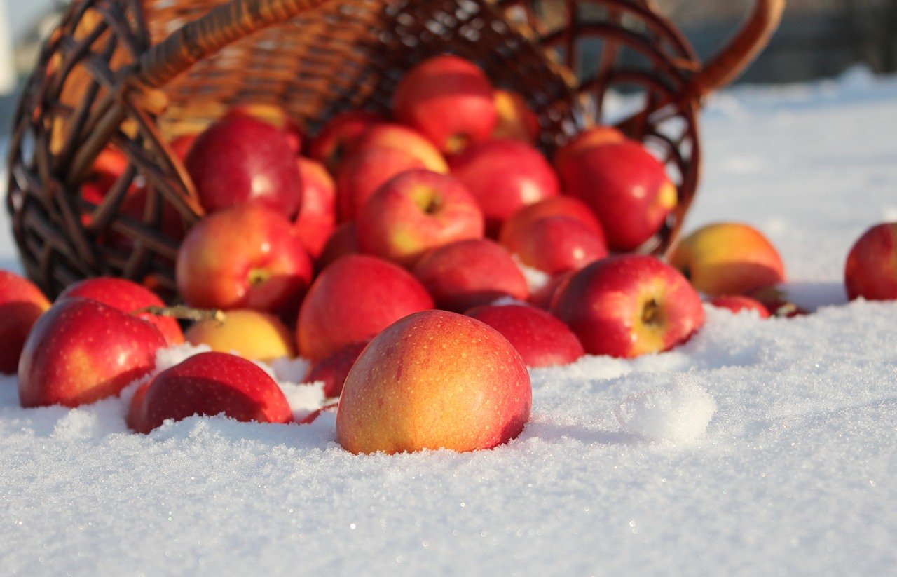Яблоки сортов уральской и канадской селекции для садов Сибири виды