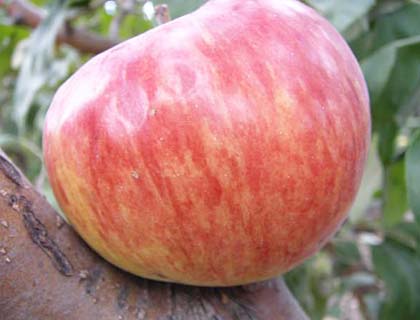 плоды яблок сорта Анис свердловский