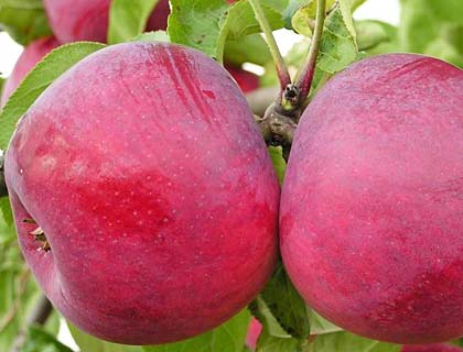 плоды яблок сорта Горнист