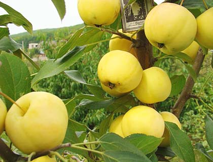 плоды яблок сорта Уральское наливное