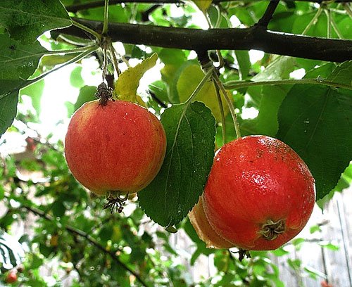 плоды яблок сорта Серебряное копыте
