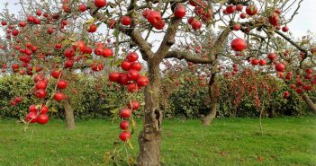 Лучшие сорта карликовых яблонь для сада