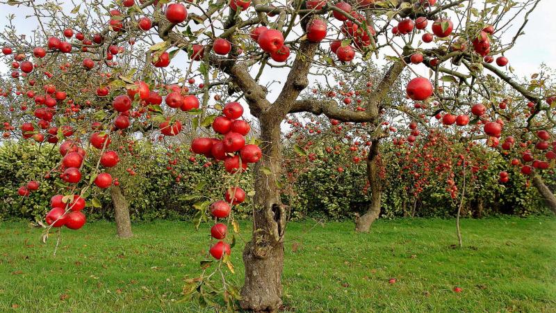 Лучшие сорта карликовых яблонь для сада