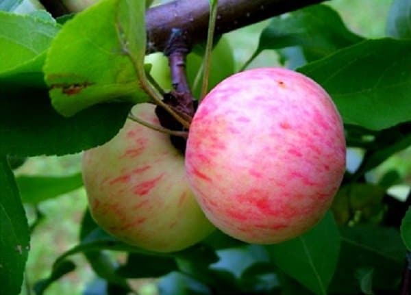 Сорт яблок Грушевка подмосковный