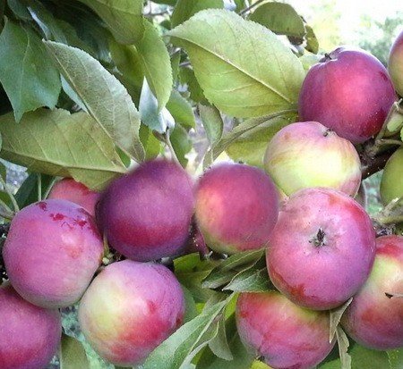 Сорт яблони Арбат