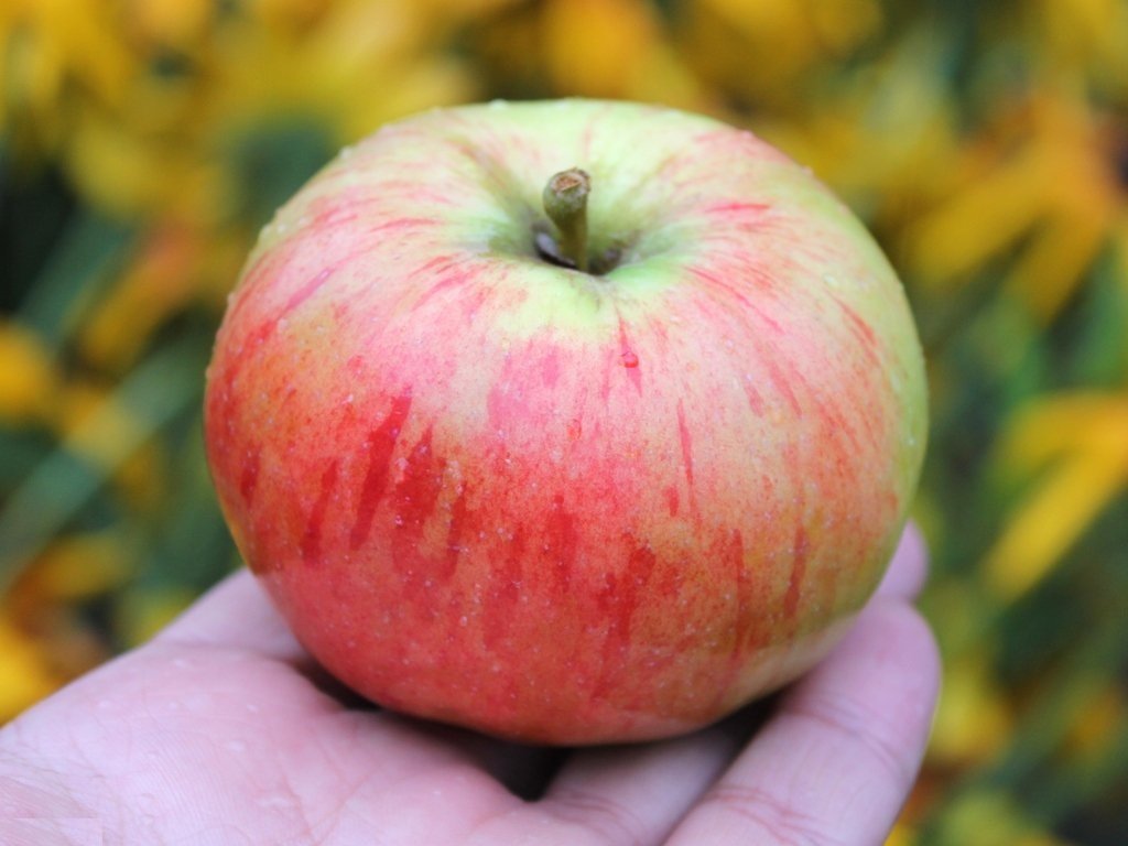 Фото яблони орловим фото и описание сорта
