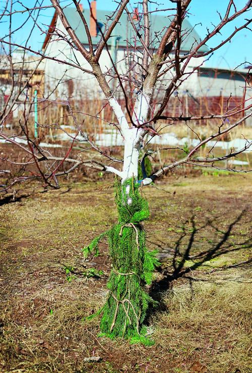 как обезопасить деревья от грызунов на зиму