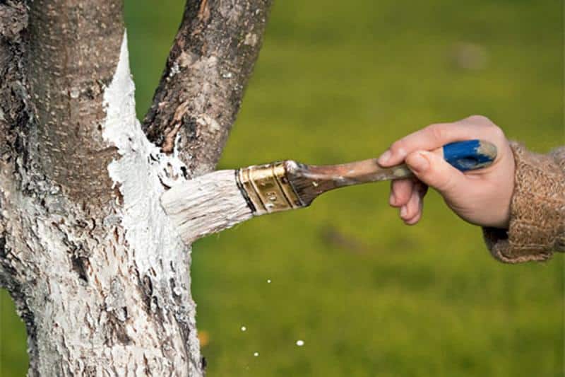 Побелка деревьев известью (приготовление раствора, состав и сроки)