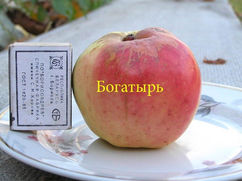 Богатырьское яблоко
