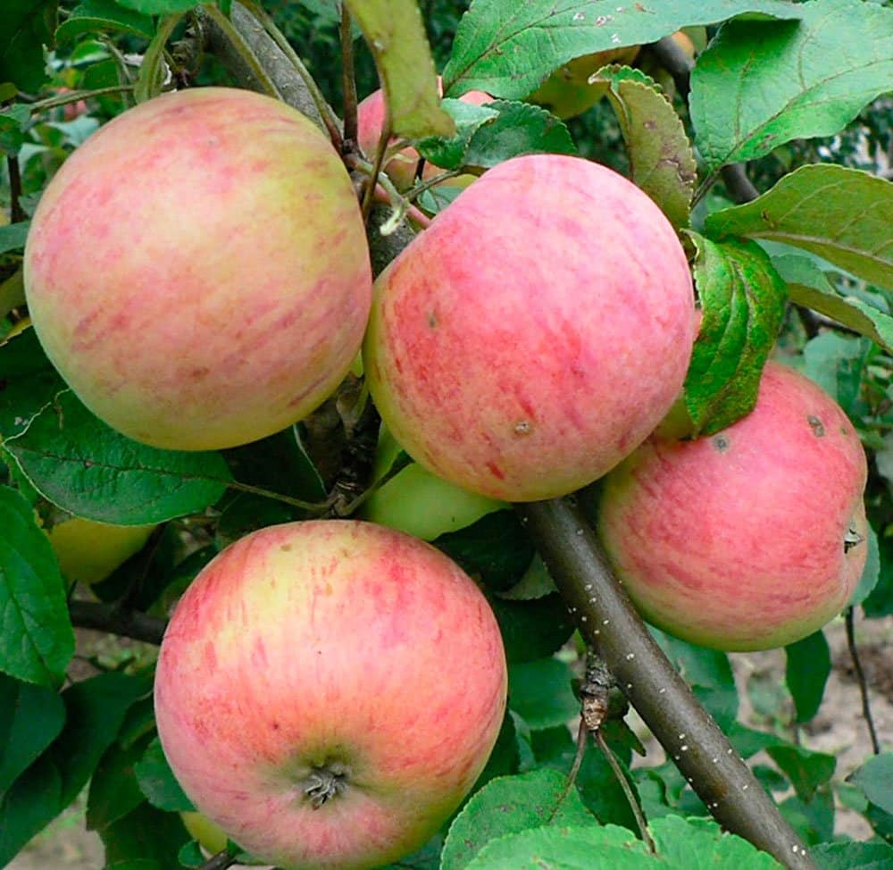Яблоки сорта Осеннее полосатое