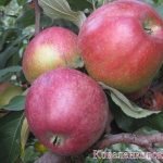Яблоки сорта Коваленковское