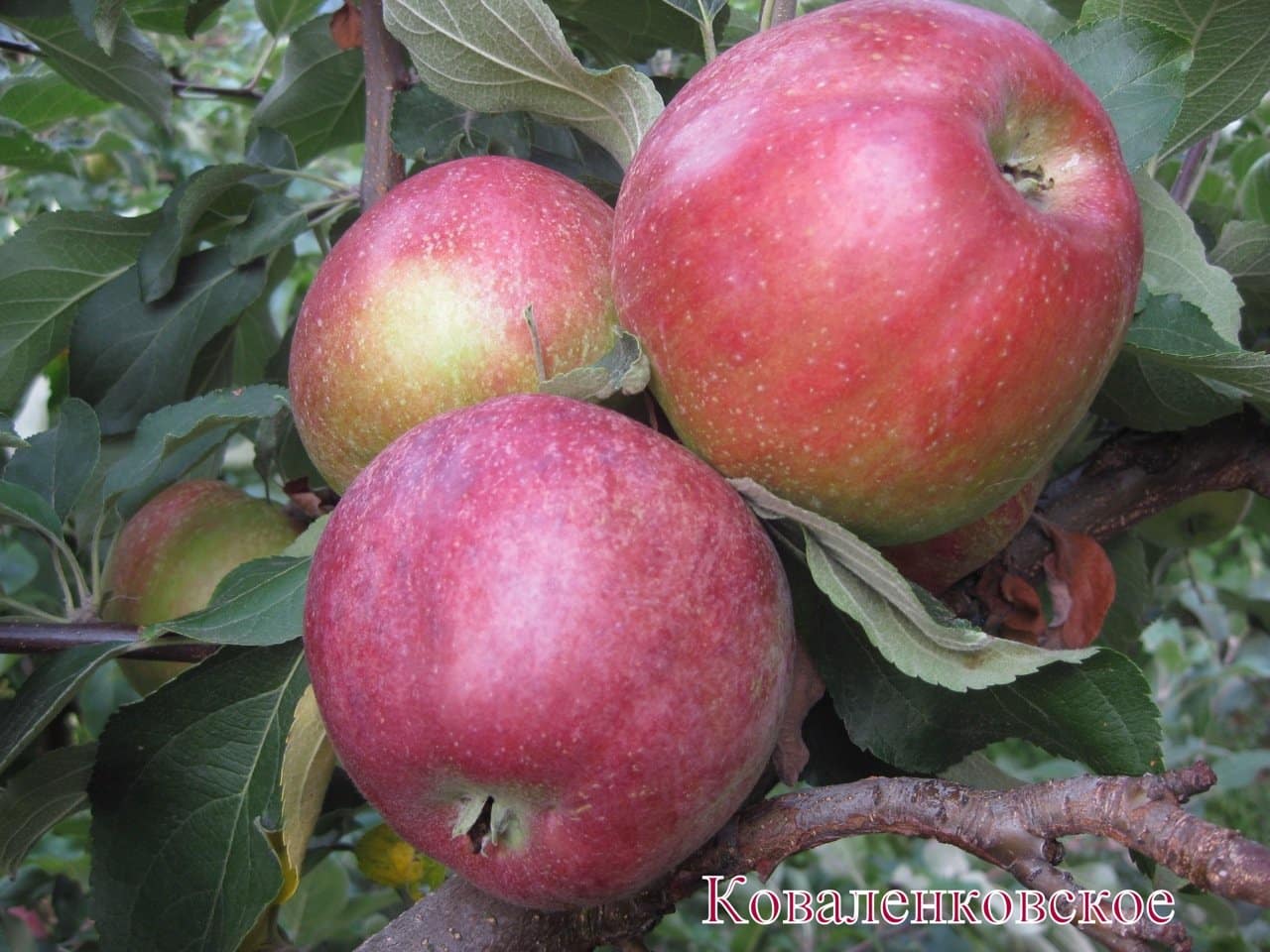 Яблоки сорта Коваленковское