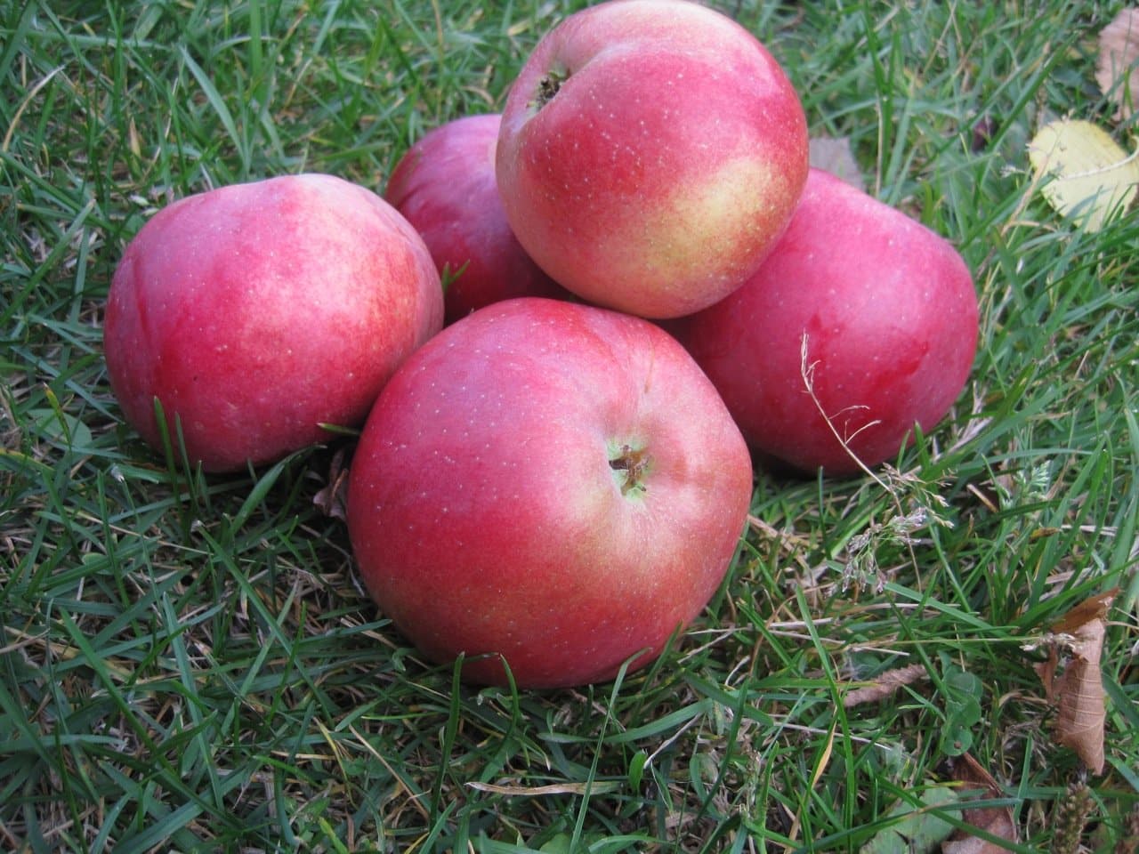 Яблоки белорусского сладкого сорта