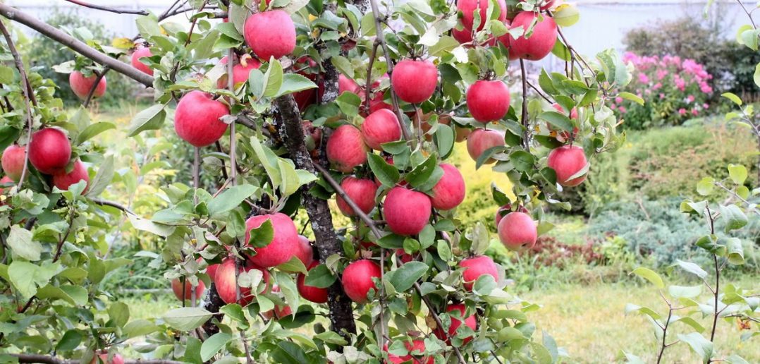 яблони с плодами