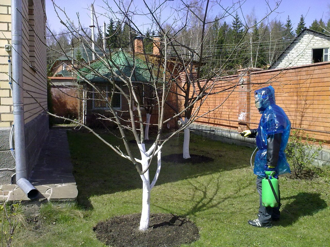 Обработка яблонь весной медным купоросом. Медный купорос для обработки деревьев. Опрыскивание деревьев. Обработка плодовых деревьев. Покрашенные деревья в саду.