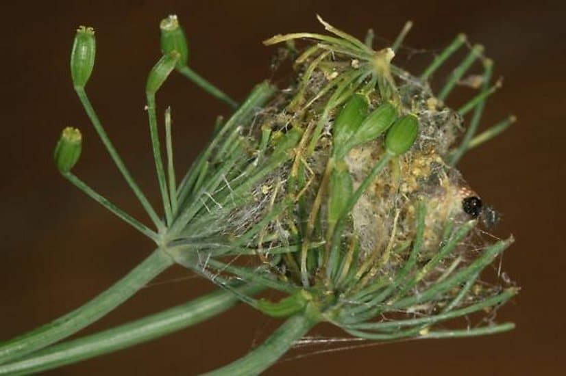 Паутинное гнездо