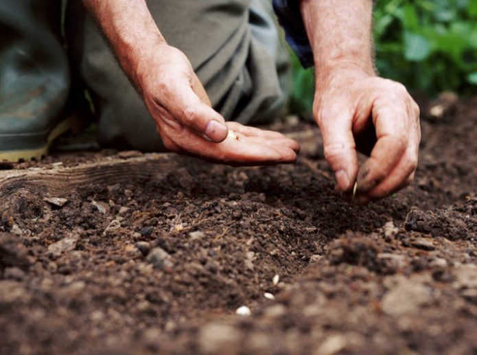 Как выращивать базилик в открытом грунте из семян?